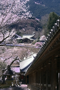 奈良・長谷寺の桜