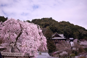 奈良・長谷寺の桜