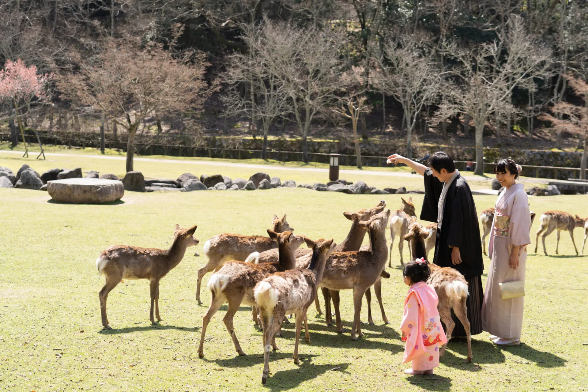 七五三カメラマン出張撮影(ロケーションフォト)_鹿に餌やり_奈良の写真撮影と着物レンタルはフォトスタジオワタナベ（渡辺写真館）