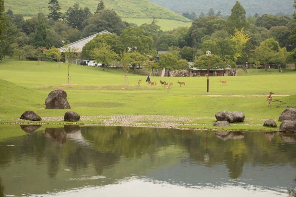 奈良公園ロケーション撮影_成人式男性袴・スーツ(前撮り・後撮り)_奈良県奈良市・橿原市・広陵町・木津川市