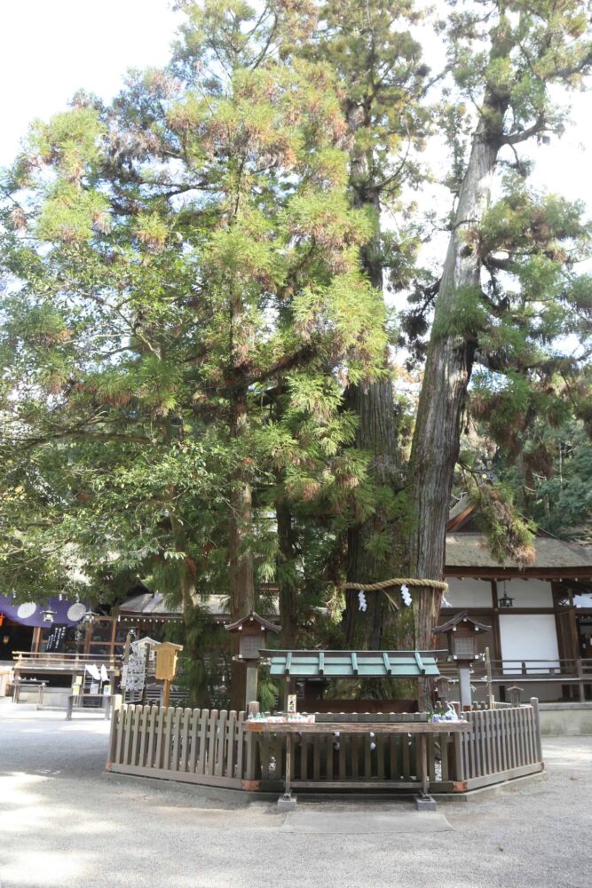 大神神社とは_巳の神杉_奈良の写真撮影と着物レンタルはフォトスタジオワタナベ渡辺写真館