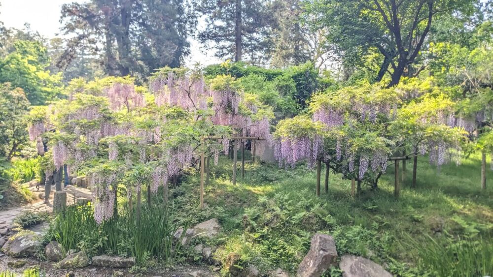 春日大社見所_萬葉植物園