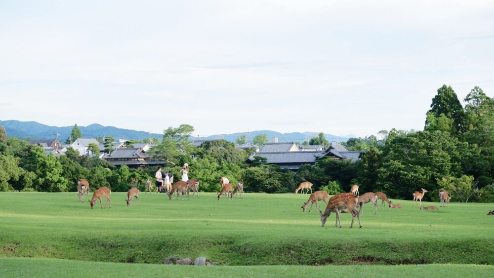 春日大社見所_飛火野