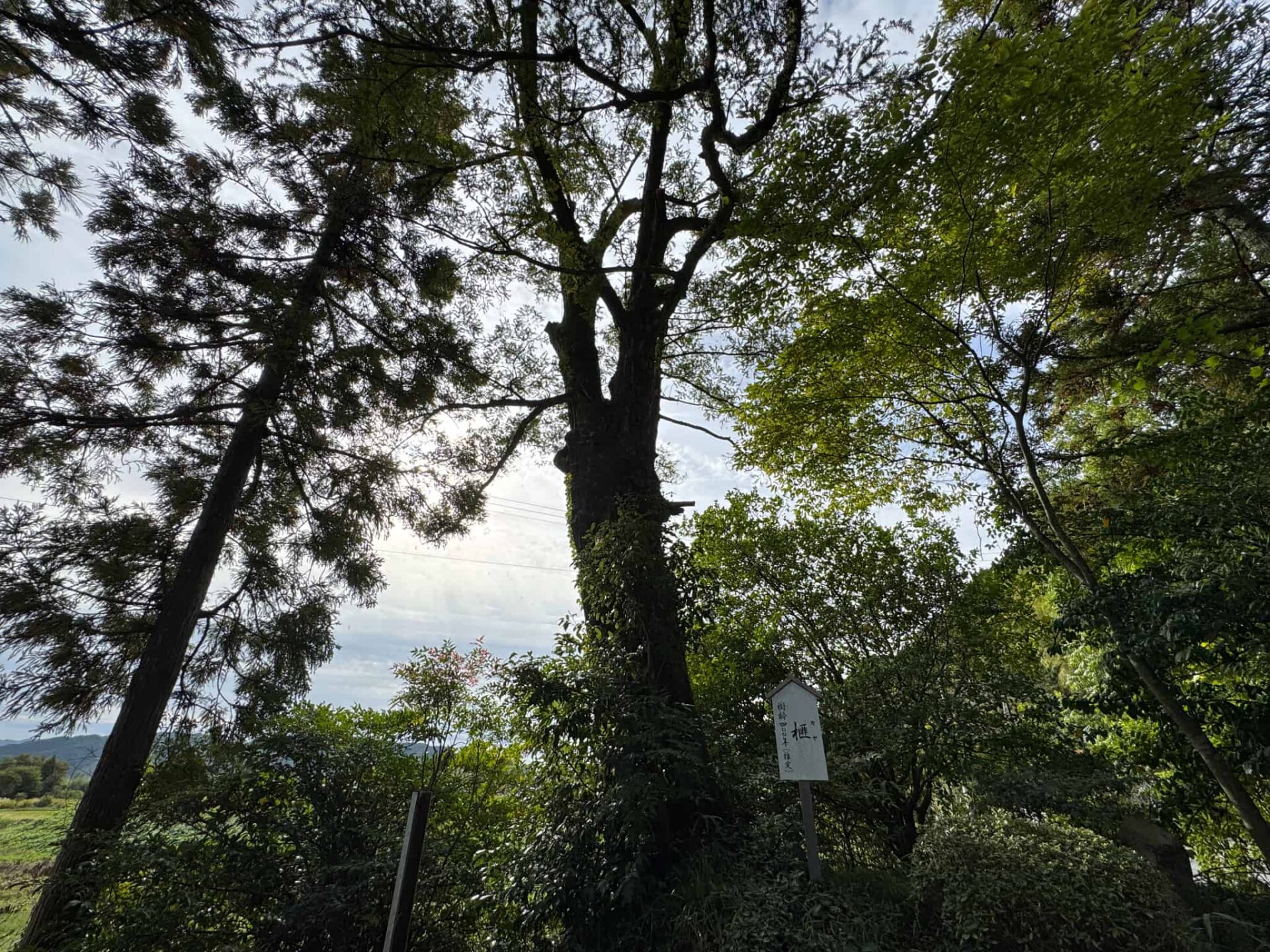 葛城一言主神社_奈良県御所市_七五三・お宮参り_栢