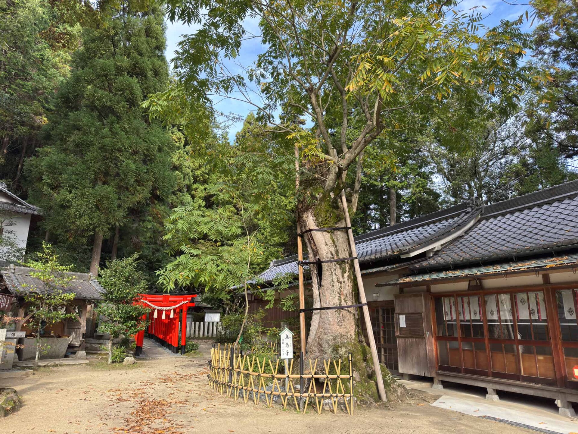 葛城一言主神社_奈良県御所市_七五三・お宮参り_無患子