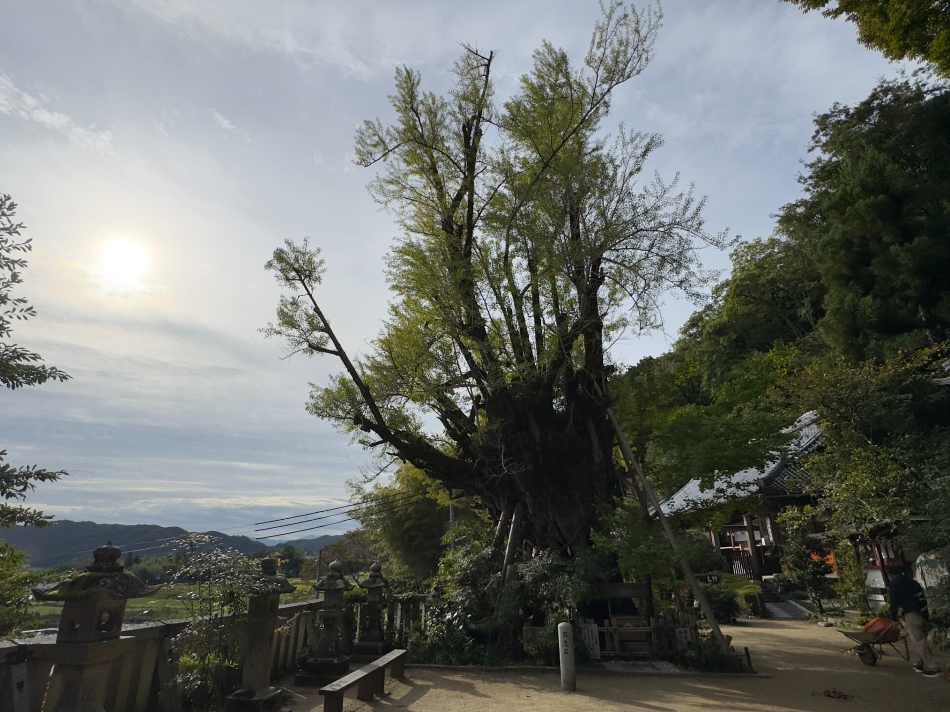 葛城一言主神社_奈良県御所市_七五三・お宮参り_銀杏