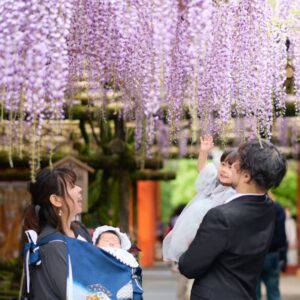 藤の花_お宮参りカメラマン出張撮影(ロケーションフォト)_春日大社_奈良市・橿原市・広陵町・木津川市の写真撮影と産着・着物レンタルはフォトスタジオワタナベ(渡辺写真館)