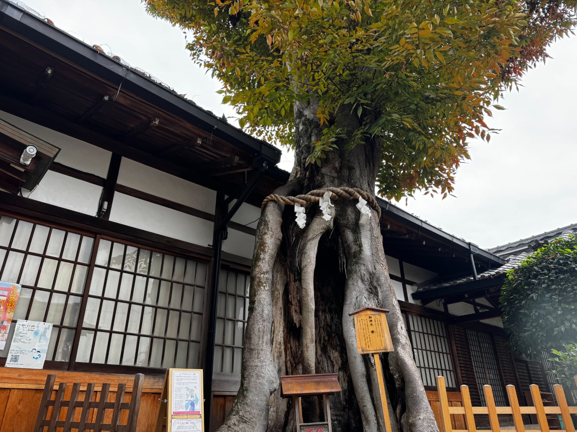 三輪惠比須神社_お宮参り・七五三・十三参り_ご神木2