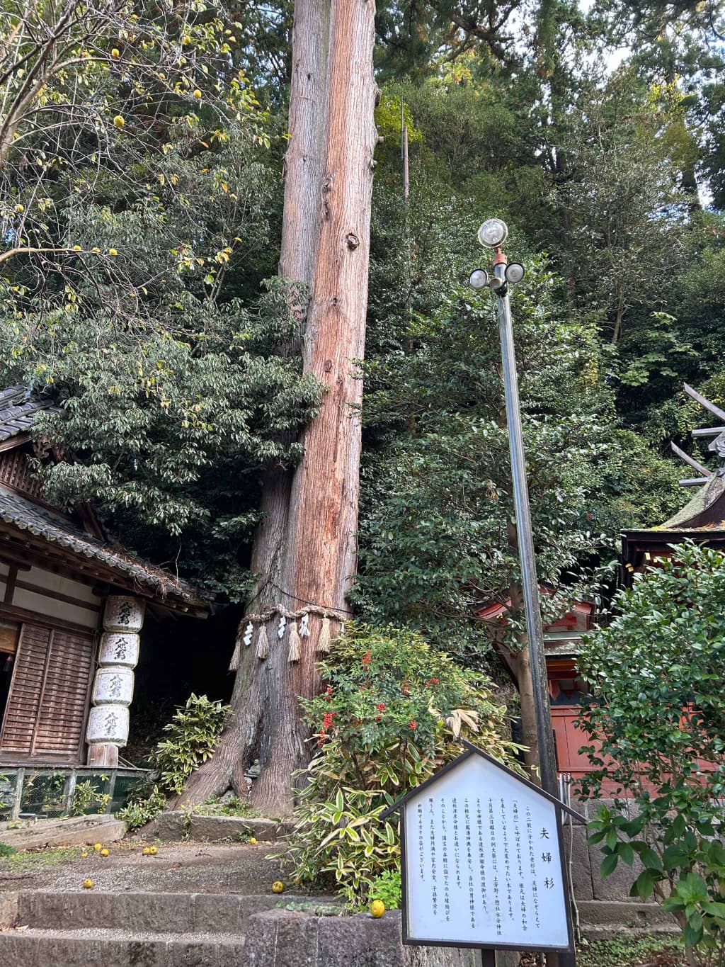 宇太水分神社_奈良県宇陀市_お宮参り・七五三・十三参り_夫婦杉