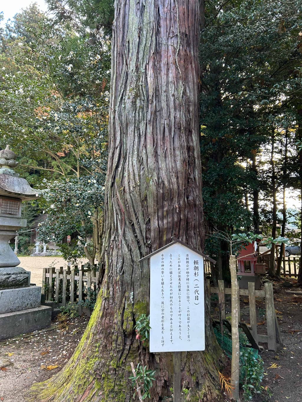 宇太水分神社_奈良県宇陀市_お宮参り・七五三・十三参り_頼朝杉
