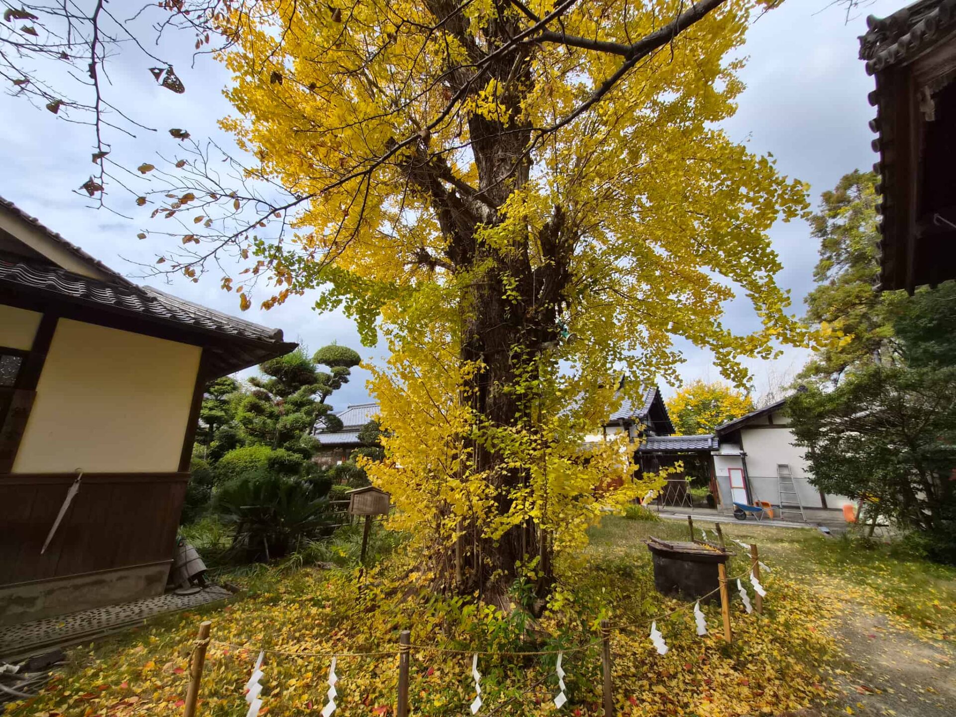 鏡作神社鏡作坐天照御魂神社_磯城郡田原本町_お宮参り・七五三・十三参り_銀杏