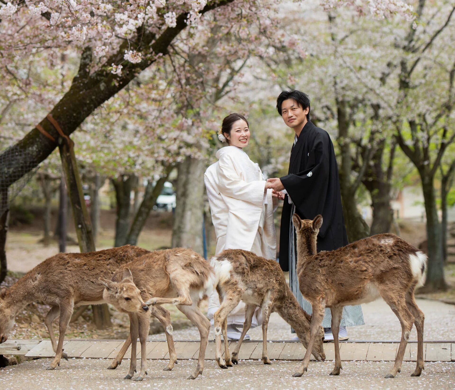 奈良公園フォトウェディング・結婚式前撮り_撮影開始