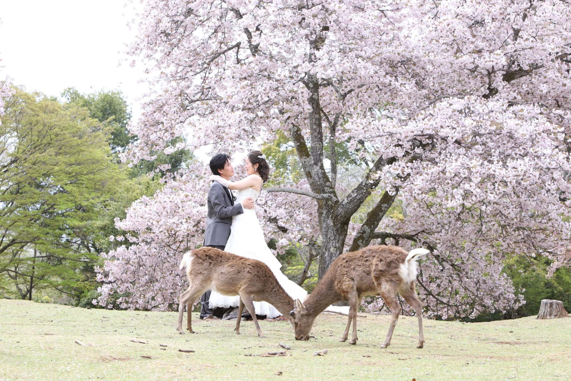 奈良公園フォトウェディング結婚式前撮り_鹿との撮影