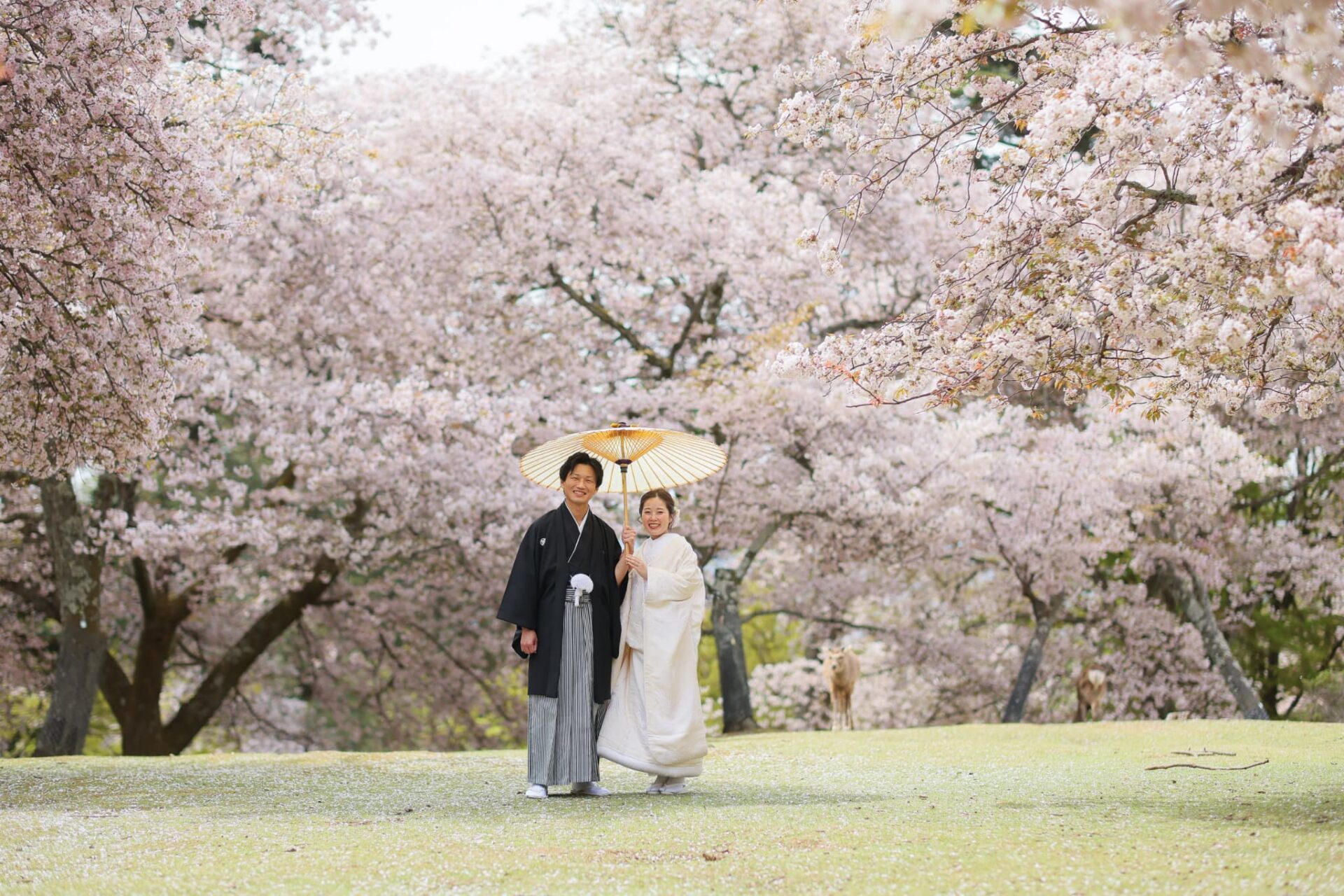 浮見堂フォトウェディング結婚式前撮り_奈良公園